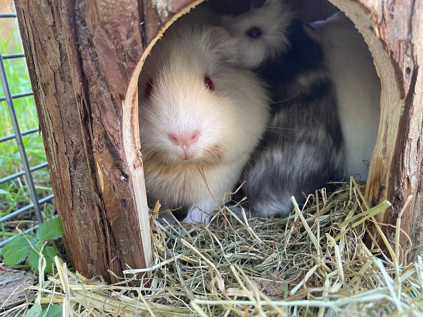 Meerschweinchen