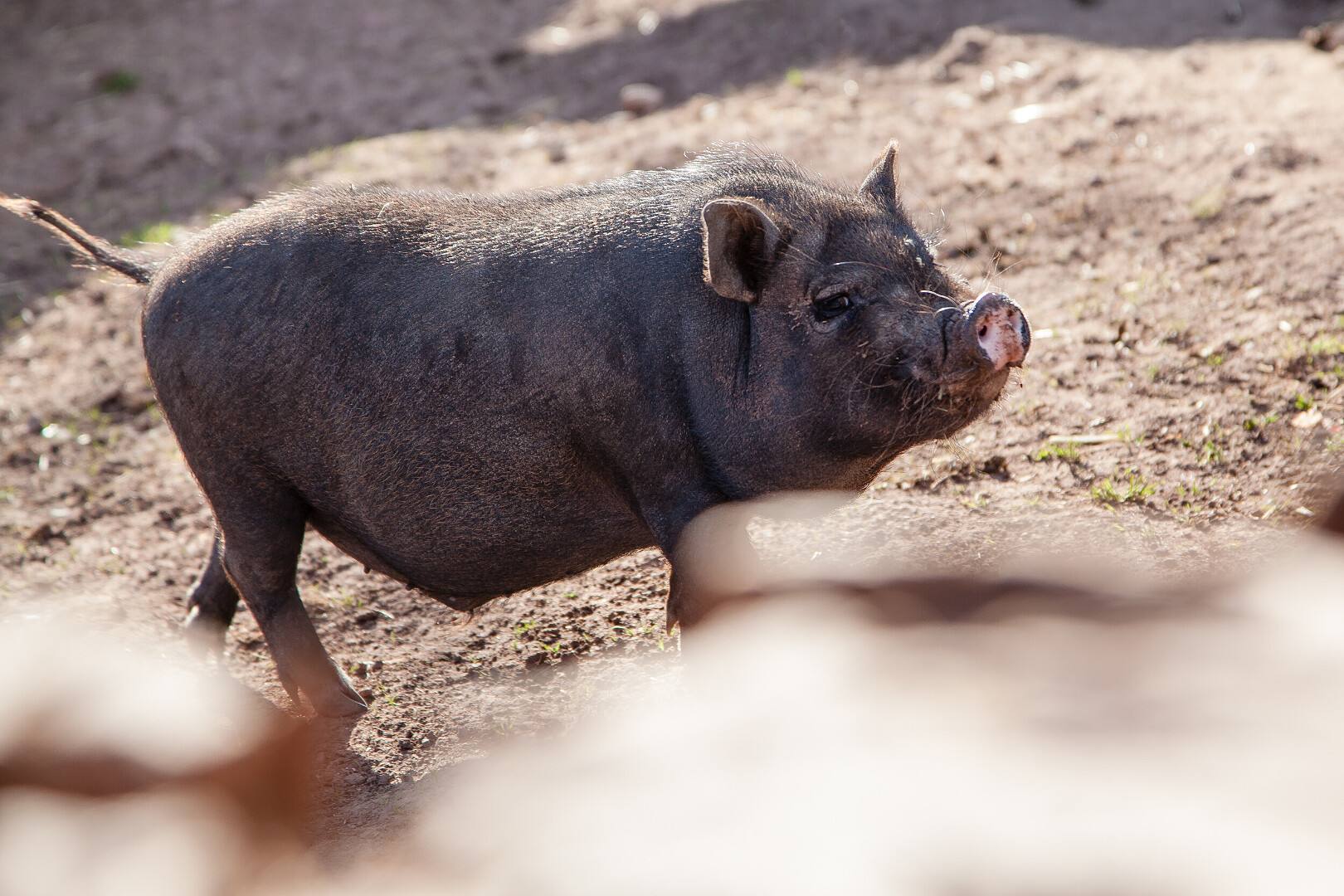 Schweine